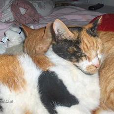 Blanding af racer Fru ibsen