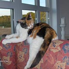 Blanding af racer Fru ibsen