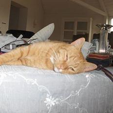 Blanding af racer Teodor