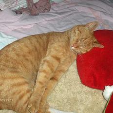 Blanding af racer Teodor