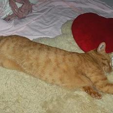 Blanding af racer Teodor