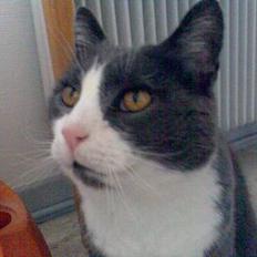 Blanding af racer Sakke