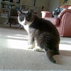 Blanding af racer Sakke