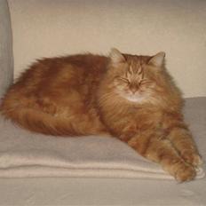 Sibirisk Kat Cornelius Westh Toulouse