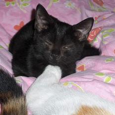 Blanding af racer ANDREA