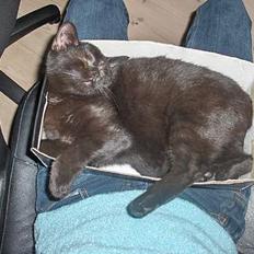 Blanding af racer ANDREA