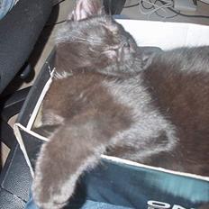 Blanding af racer ANDREA