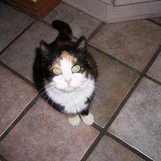 Huskat Modig(:'<33 *R.I.P':(*