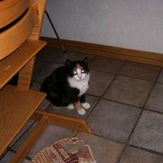 Huskat Modig(:'<33 *R.I.P':(*