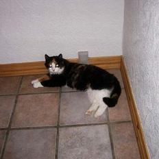 Huskat Modig(:'<33 *R.I.P':(*