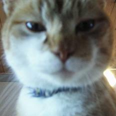 Huskat loui<3 * forsvundet * ;'(