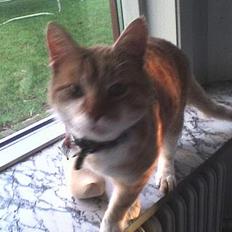 Huskat loui<3 * forsvundet * ;'(