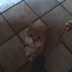 Huskat loui<3 * forsvundet * ;'(