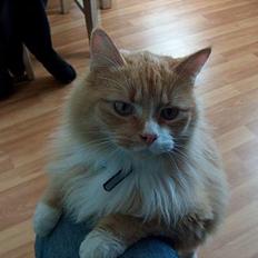 Norsk Skovkat Røde *RIP d.26-05-07*