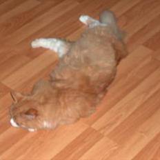 Norsk Skovkat Røde *RIP d.26-05-07*