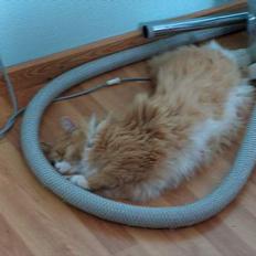 Norsk Skovkat Røde *RIP d.26-05-07*