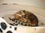 Bengal Mallory of Golden Haze DK - Denne katteseng er da ok!!!!