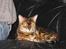 Bengal Mallory of Golden Haze DK - Fars bagdel varmer godt...