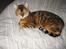 Bengal Sweet Nancy of Golden Haz - Dejlig dyne du har,Far...