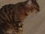 Bengal Sweet Nancy of Golden Haz - De skulle bare vide,hvad jeg har lavet..hehe