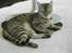 Bengal Sweet Nancy of Golden Haz - Er jg ikke dejlig uden farver?