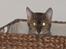 Bengal Sweet Nancy of Golden Haz - denne vasketøjs kurv er for fed at gemme sig i...