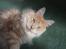 Maine Coon Sean Connery..Samie