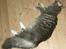 Maine Coon Pjevs - Tager mig lige en velfortjent lur
