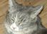 Maine Coon Pjevs - kønt hoved