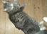 Maine Coon Pjevs