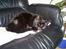 Blanding af racer MissCat