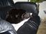Blanding af racer MissCat
