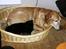 Blanding af racer MissCat - Tager lige en lur sammen med Pluto...