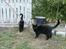 Blanding af racer MissCat - Her er MissCat sammen med sin killing Bandit