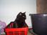 Blanding af racer MissCat - Af en eller anden grund, så er kurven som far og mor henter brænde i, rigtig sjov at være i :-)