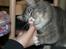 Maine Coon Pjevs - Mmmmmmmmmmm