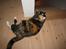 Blanding af racer Micha - en helt fantastisk kat! <3