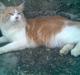 Maine Coon callas ( R.I.P )