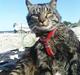 Blanding af racer TELLO (Donatello)  R.I.P.