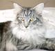 Maine Coon Pepz