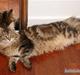 Maine Coon Markie