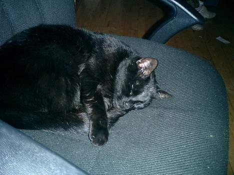 Huskat Nølle billede 1