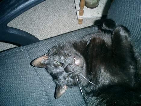 Huskat Nølle billede 2