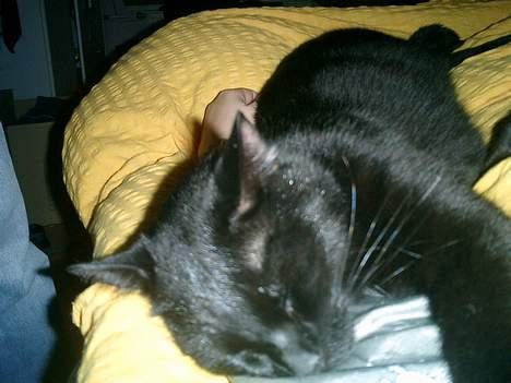 Huskat Nølle billede 3