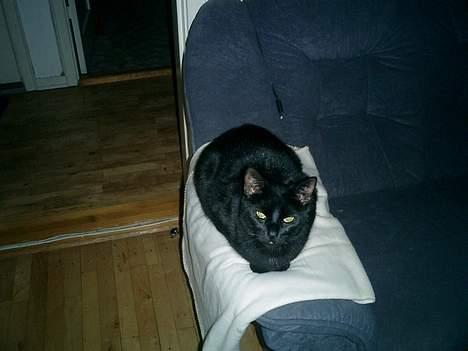 Huskat Nølle billede 4