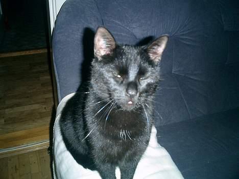 Huskat Nølle billede 5