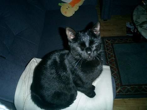 Huskat Nølle billede 6