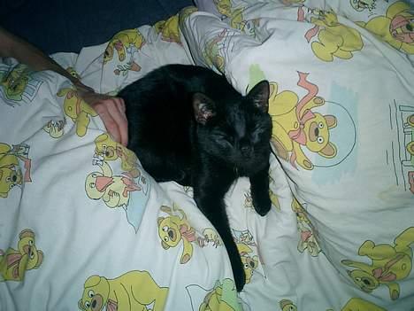 Huskat Nølle billede 7