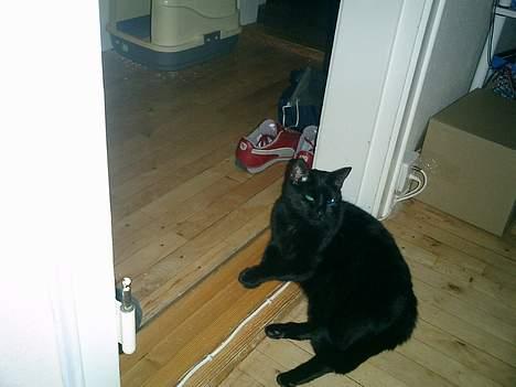 Huskat Nølle billede 8