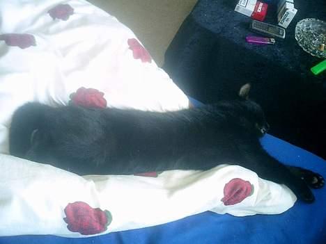 Huskat Nølle billede 9